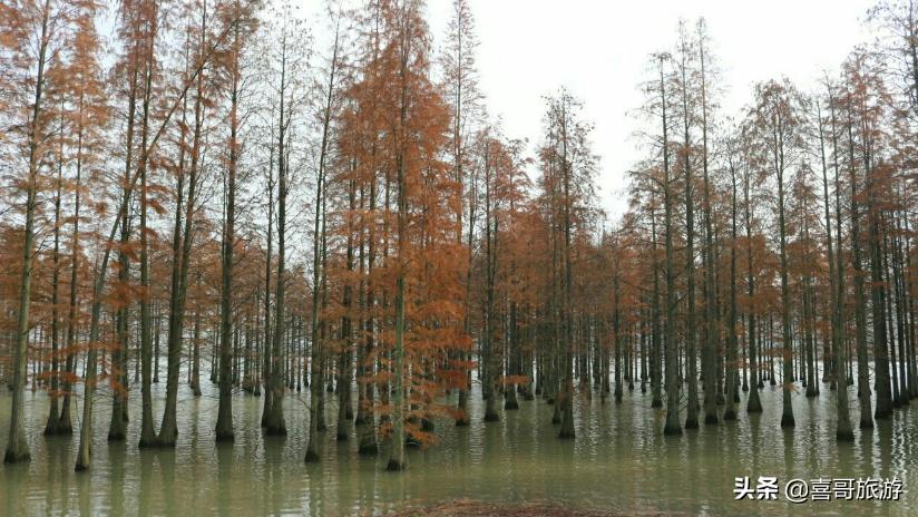 （南京金牛湖野生动物园有寄存的地方吗）