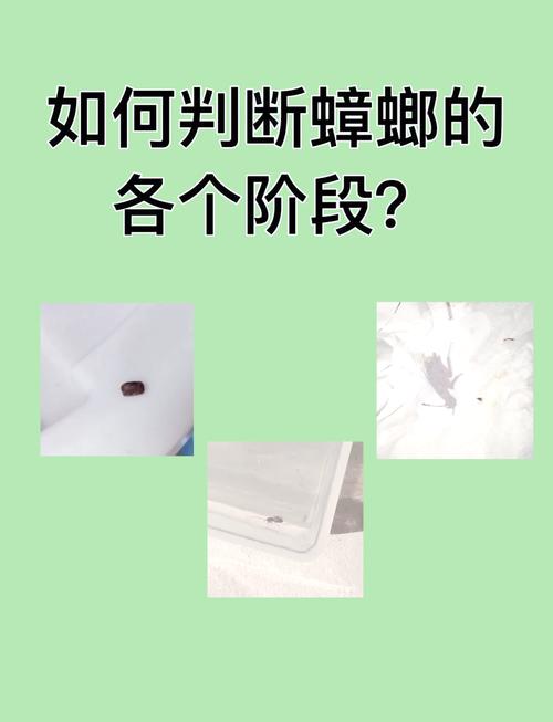 新澳2025今晚特马开奖号码和北京现带翅膀大蟑螂与北方带翅膀的蟑螂
